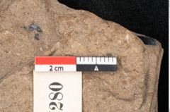 Foto (Detailansicht) von Araucaria sternbergii Goeppert (NHMW-GEO-2024-0188-8280)